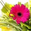 phoca_thumb_l__MG_7961 copy